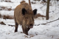 Prase divoke - Sus scrofa - Eurasian Wild Boar 9889